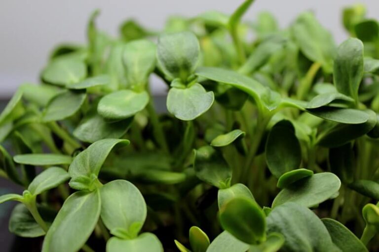 Sunflower (black oil) Microgreens