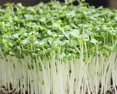 Bok Choy Microgreens