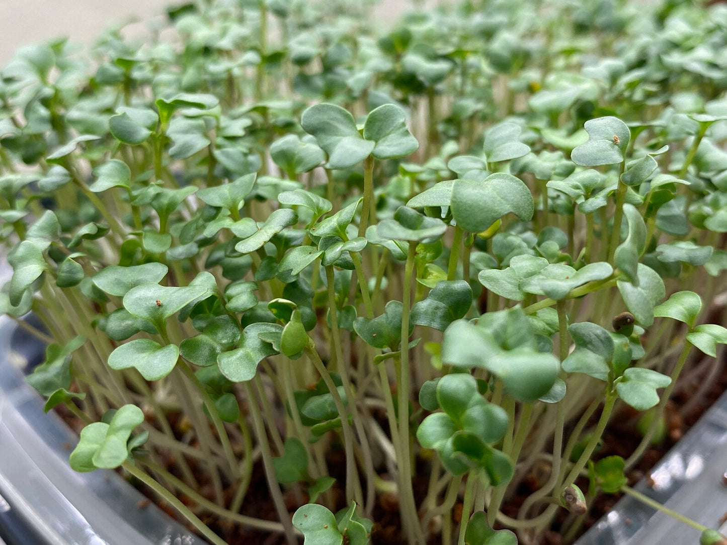 Broccoli Microgreens