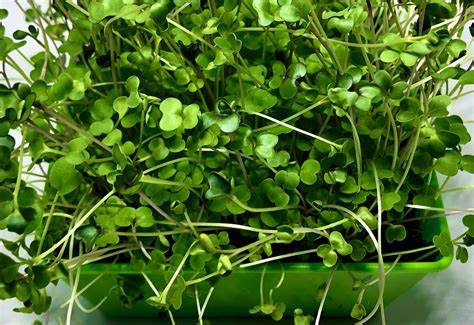 Salad Mix Microgreens