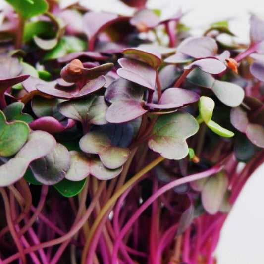 Radish Purple Microgreens